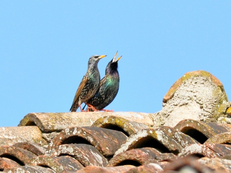 Sturnus vulgaris in coro